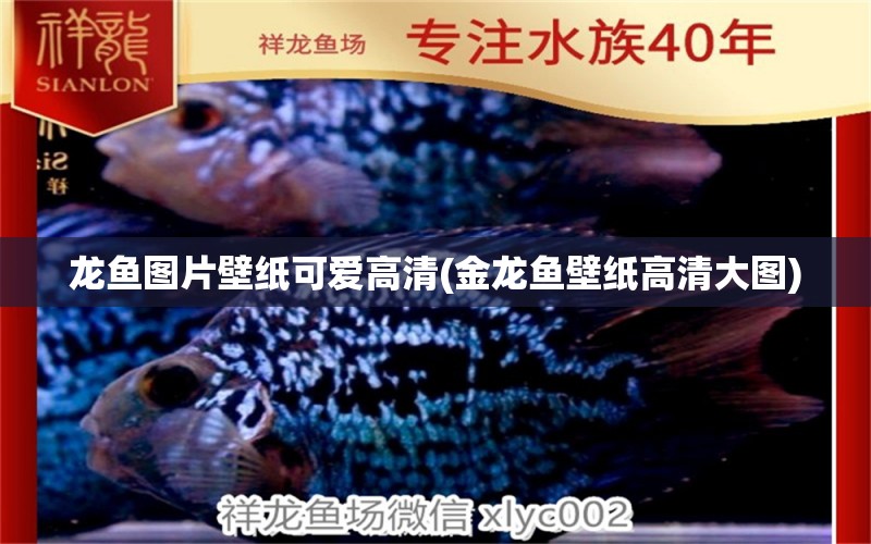 龍魚圖片壁紙可愛(ài)高清(金龍魚壁紙高清大圖) 龍鳳鯉魚