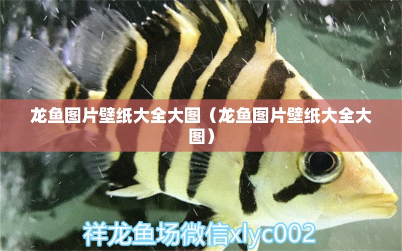 龍魚圖片壁紙大全大圖（龍魚圖片壁紙大全大圖）