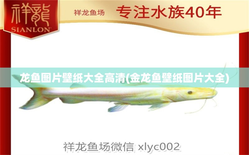 龍魚圖片壁紙大全高清(金龍魚壁紙圖片大全) 白子黃化銀龍魚 第1張