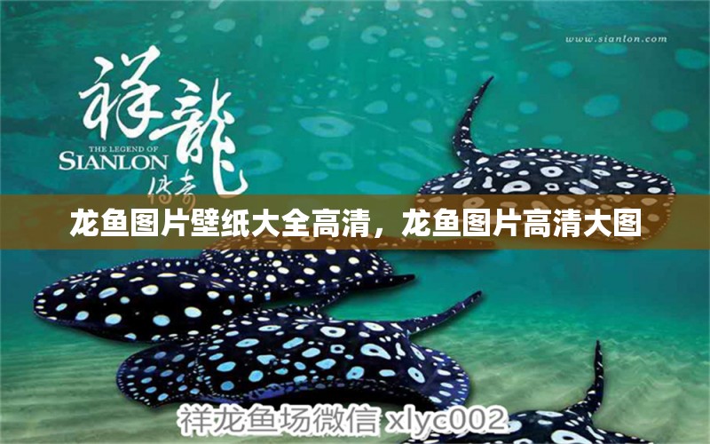 龍魚圖片壁紙大全高清，龍魚圖片高清大圖 養(yǎng)魚知識 第1張