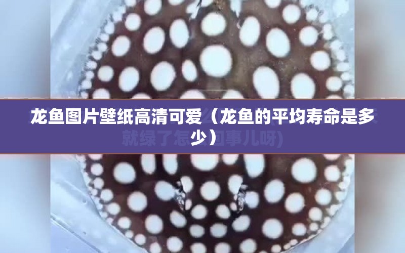 龍魚圖片壁紙高清可愛（龍魚的平均壽命是多少） 水族問答 第1張