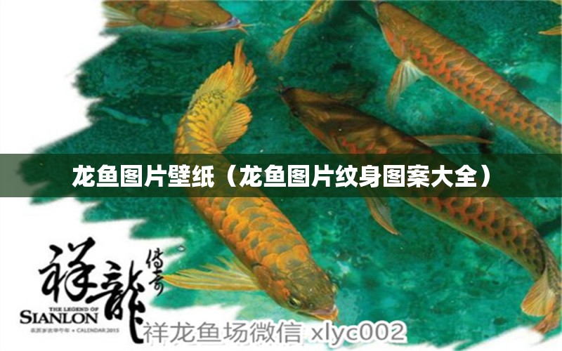 龍魚圖片壁紙（龍魚圖片紋身圖案大全）