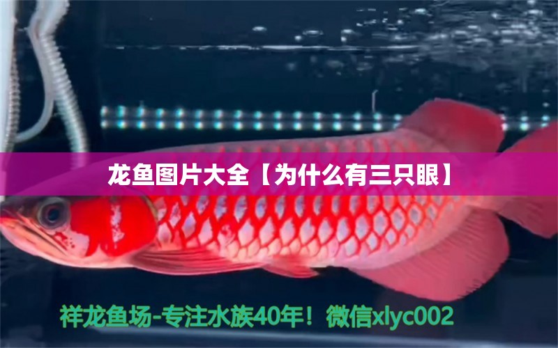 龍魚圖片大全【為什么有三只眼】