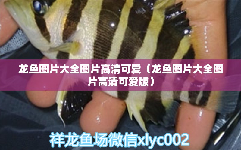 龍魚圖片大全圖片高清可愛（龍魚圖片大全圖片高清可愛版） 廣州龍魚批發(fā)市場