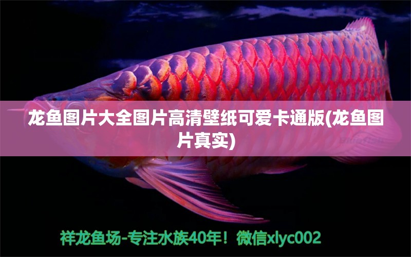 龍魚圖片大全圖片高清壁紙可愛卡通版(龍魚圖片真實(shí)) 觀賞魚市場（混養(yǎng)魚）