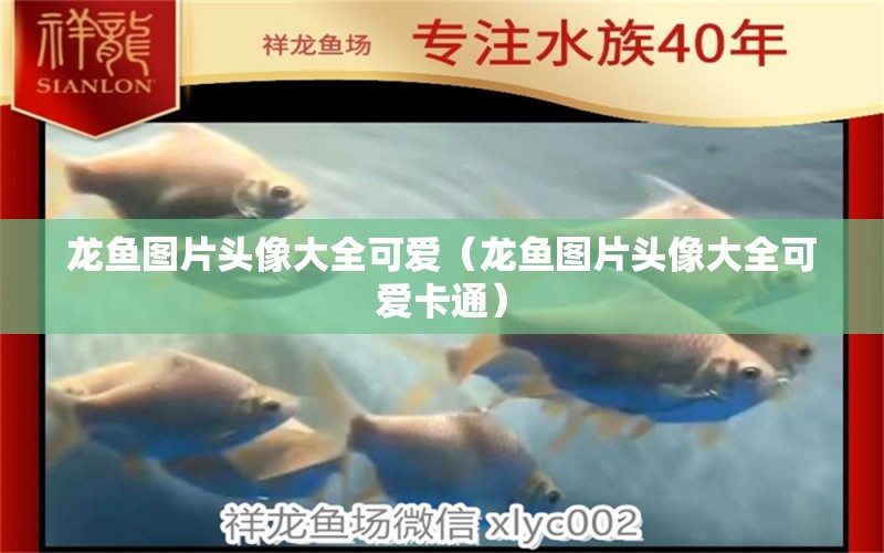 龍魚圖片頭像大全可愛（龍魚圖片頭像大全可愛卡通）