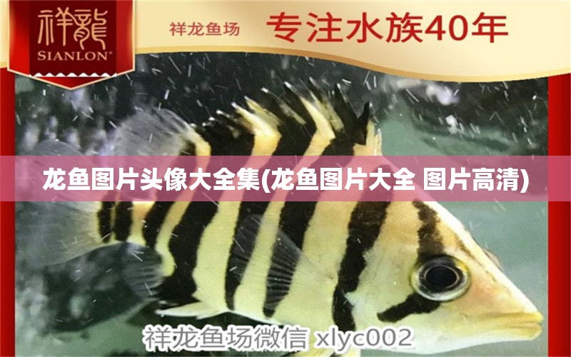 龍魚圖片頭像大全集(龍魚圖片大全 圖片高清)