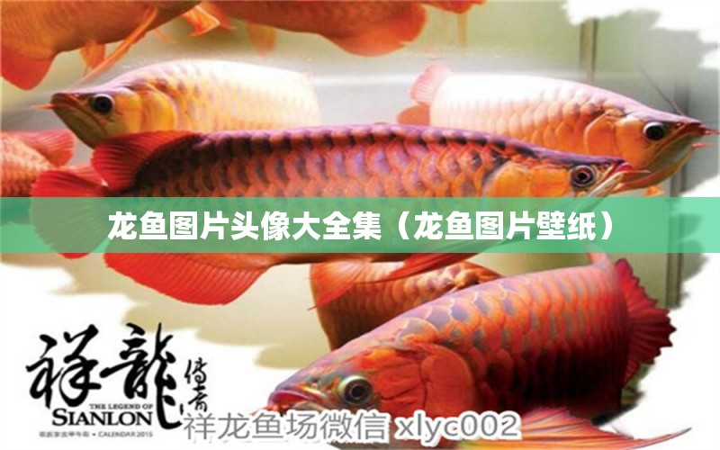 龍魚圖片頭像大全集（龍魚圖片壁紙）