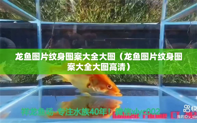 龍魚圖片紋身圖案大全大圖（龍魚圖片紋身圖案大全大圖高清）