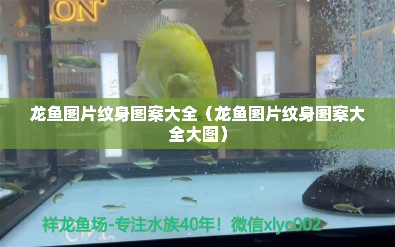 龍魚圖片紋身圖案大全（龍魚圖片紋身圖案大全大圖）