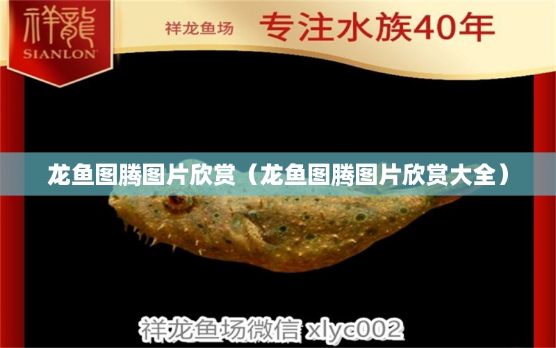 龍魚圖騰圖片欣賞（龍魚圖騰圖片欣賞大全）