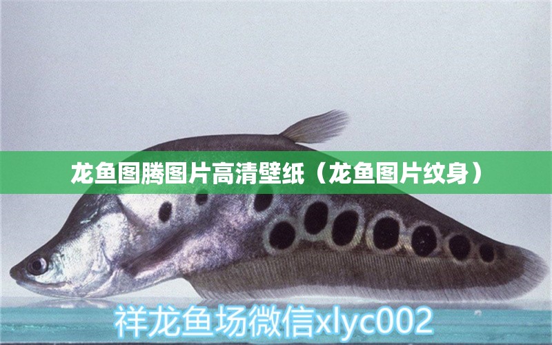 龍魚(yú)圖騰圖片高清壁紙（龍魚(yú)圖片紋身）