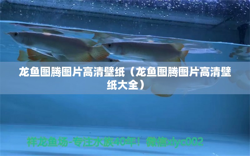 龍魚圖騰圖片高清壁紙（龍魚圖騰圖片高清壁紙大全） 廣州龍魚批發(fā)市場