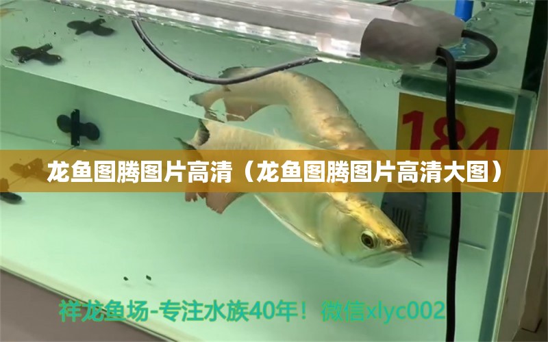 龍魚圖騰圖片高清（龍魚圖騰圖片高清大圖）