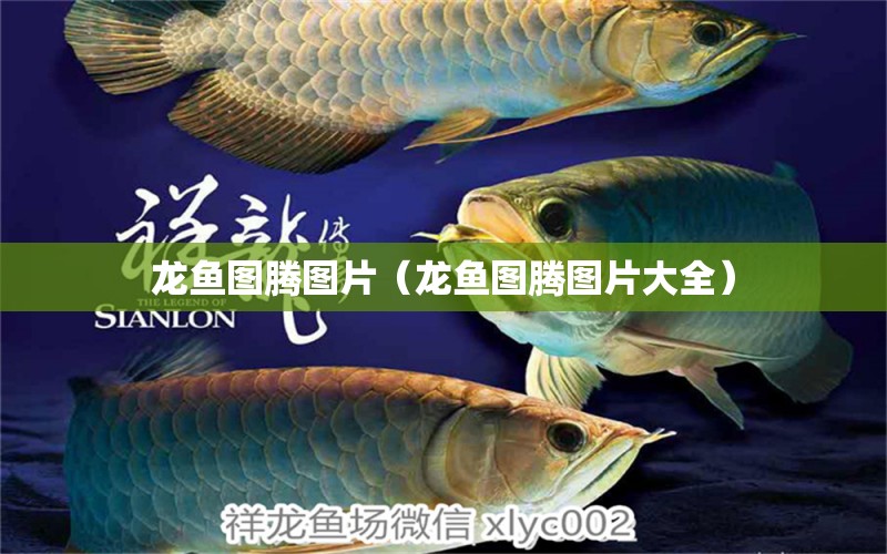 龍魚圖騰圖片（龍魚圖騰圖片大全）