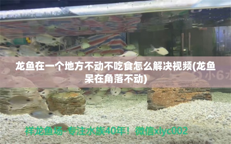 龍魚在一個地方不動不吃食怎么解決視頻(龍魚呆在角落不動)