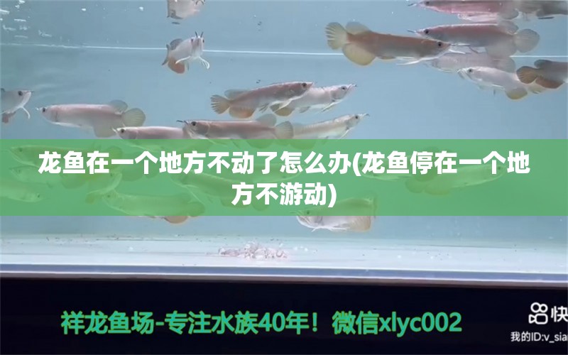 龍魚在一個地方不動了怎么辦(龍魚停在一個地方不游動) 過背金龍魚