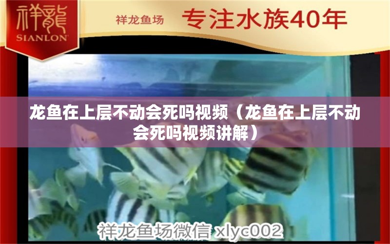 龍魚在上層不動會死嗎視頻（龍魚在上層不動會死嗎視頻講解）