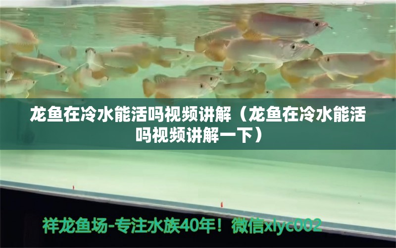 龍魚在冷水能活嗎視頻講解（龍魚在冷水能活嗎視頻講解一下） 祥龍水族醫(yī)院