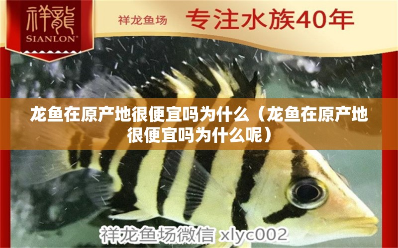 龍魚在原產(chǎn)地很便宜嗎為什么（龍魚在原產(chǎn)地很便宜嗎為什么呢）