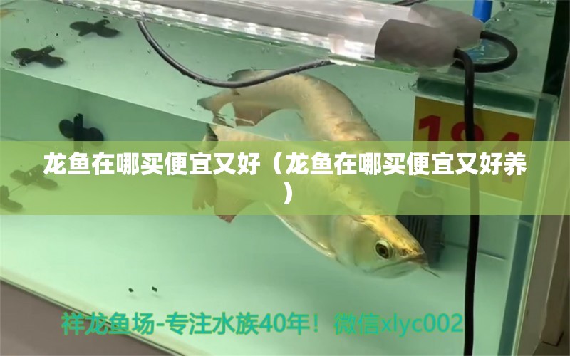 龍魚在哪買便宜又好（龍魚在哪買便宜又好養(yǎng)） 網(wǎng)上購買觀賞魚