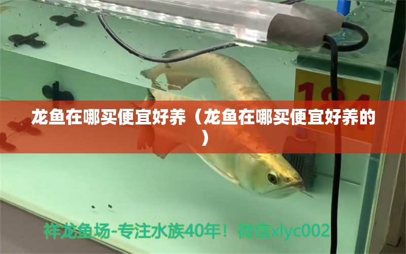 龍魚在哪買便宜好養(yǎng)（龍魚在哪買便宜好養(yǎng)的） 網(wǎng)上購(gòu)買觀賞魚