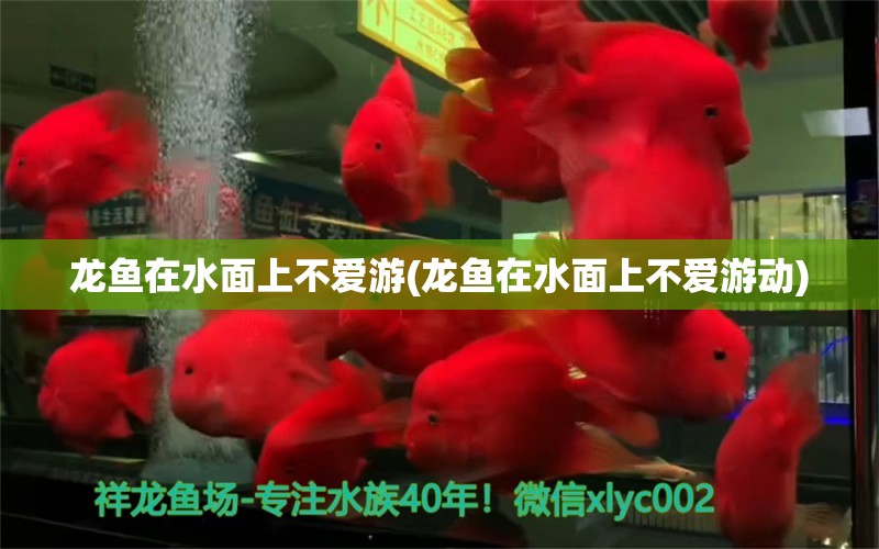 龍魚在水面上不愛游(龍魚在水面上不愛游動) 白子黑帝王魟魚