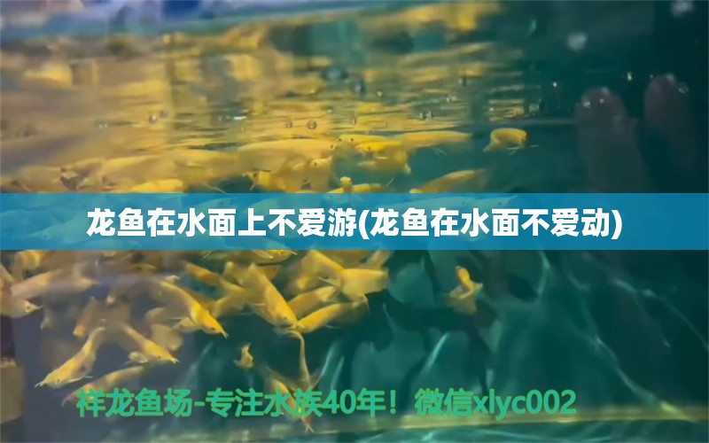 龍魚在水面上不愛游(龍魚在水面不愛動)