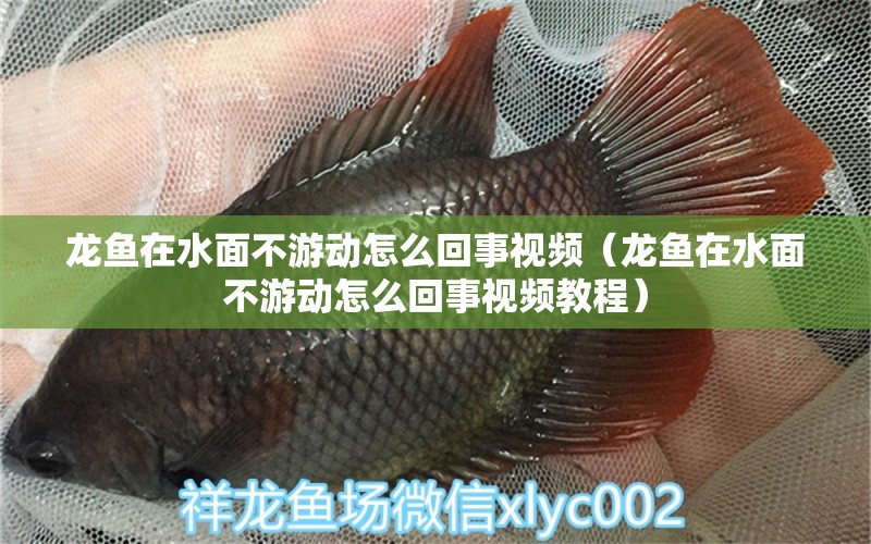 龍魚在水面不游動怎么回事視頻（龍魚在水面不游動怎么回事視頻教程） 武吉美拉金龍魚