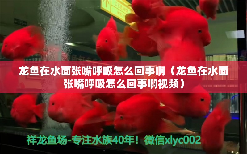 龍魚在水面張嘴呼吸怎么回事?。堲~在水面張嘴呼吸怎么回事啊視頻） 廣州龍魚批發(fā)市場