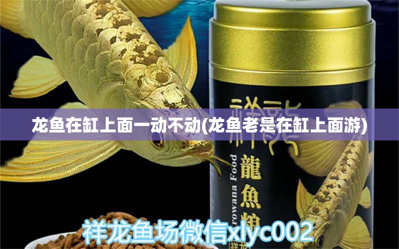 龍魚在缸上面一動(dòng)不動(dòng)(龍魚老是在缸上面游)