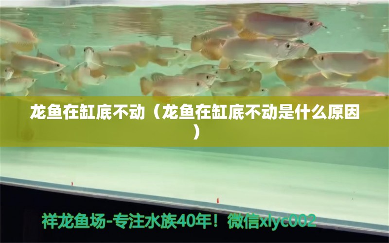 龍魚在缸底不動（龍魚在缸底不動是什么原因） 廣州龍魚批發(fā)市場