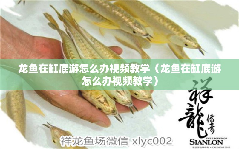 龍魚(yú)在缸底游怎么辦視頻教學(xué)（龍魚(yú)在缸底游怎么辦視頻教學(xué)） 黑帝王魟魚(yú)