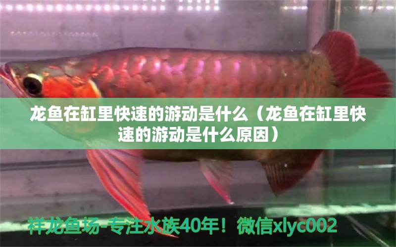 龍魚在缸里快速的游動是什么（龍魚在缸里快速的游動是什么原因）