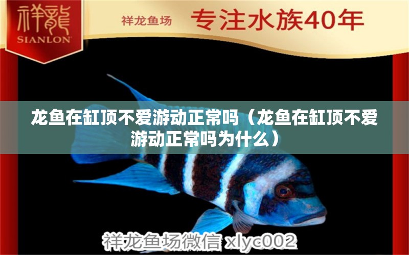 龍魚在缸頂不愛游動正常嗎（龍魚在缸頂不愛游動正常嗎為什么） 廣州龍魚批發(fā)市場