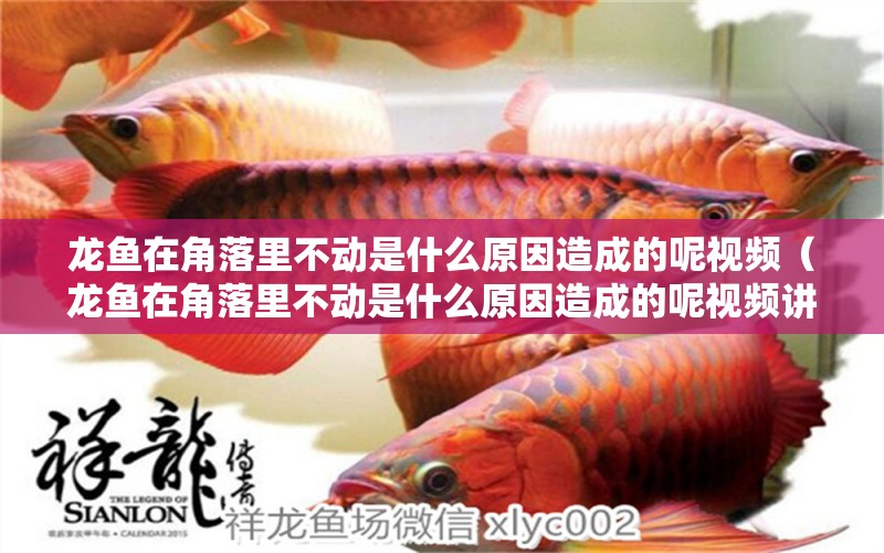 龍魚在角落里不動(dòng)是什么原因造成的呢視頻（龍魚在角落里不動(dòng)是什么原因造成的呢視頻講解）