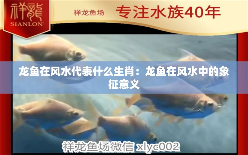 龍魚在風(fēng)水代表什么生肖：龍魚在風(fēng)水中的象征意義 龍魚百科 第1張