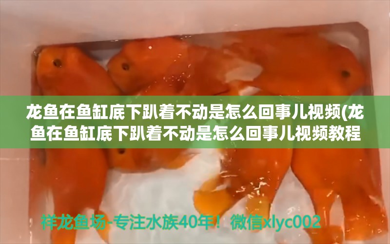 龍魚在魚缸底下趴著不動是怎么回事兒視頻(龍魚在魚缸底下趴著不動是怎么回事兒視頻教程)