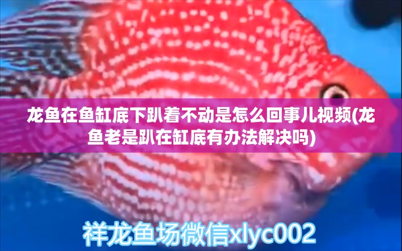 龍魚在魚缸底下趴著不動是怎么回事兒視頻(龍魚老是趴在缸底有辦法解決嗎)