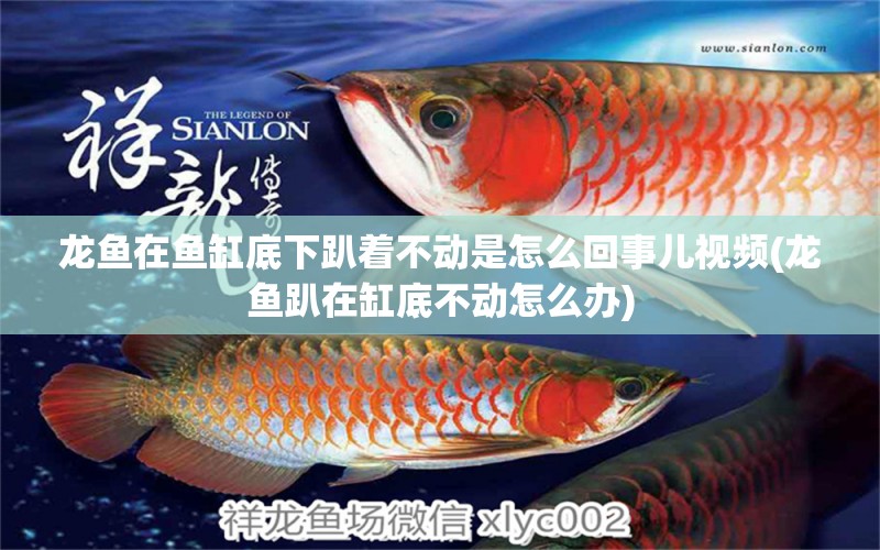 龍魚在魚缸底下趴著不動是怎么回事兒視頻(龍魚趴在缸底不動怎么辦)