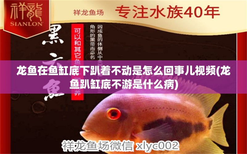 龍魚在魚缸底下趴著不動是怎么回事兒視頻(龍魚趴缸底不游是什么病)