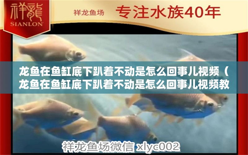 龍魚在魚缸底下趴著不動是怎么回事兒視頻（龍魚在魚缸底下趴著不動是怎么回事兒視頻教程）