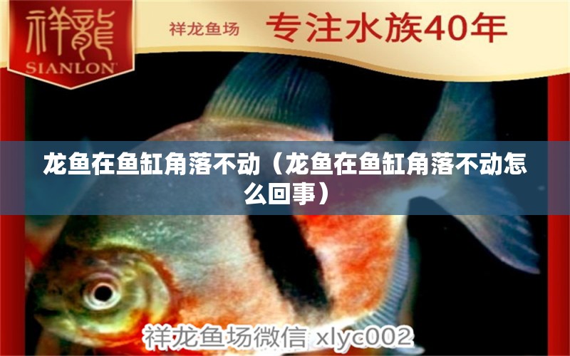 龍魚在魚缸角落不動(dòng)（龍魚在魚缸角落不動(dòng)怎么回事） 麥肯斯銀版魚