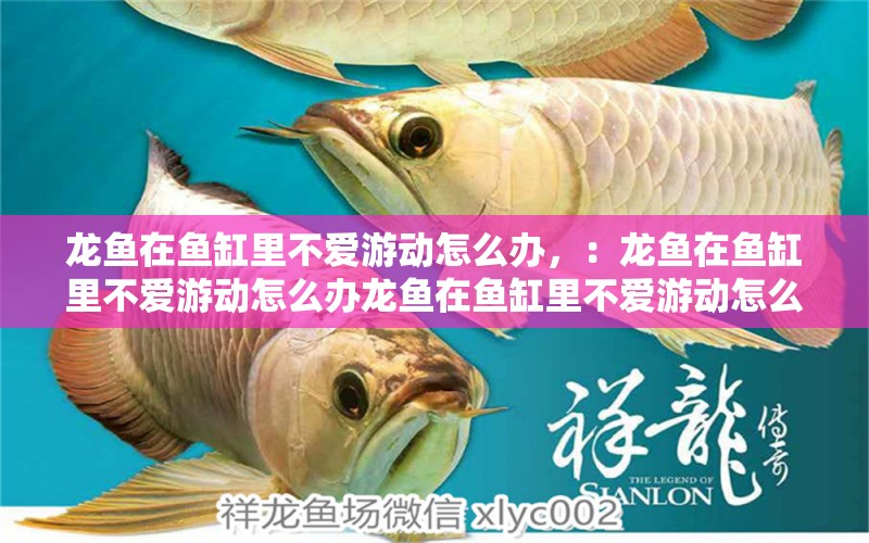 龍魚在魚缸里不愛游動怎么辦，：龍魚在魚缸里不愛游動怎么辦龍魚在魚缸里不愛游動怎么辦 龍魚百科 第2張