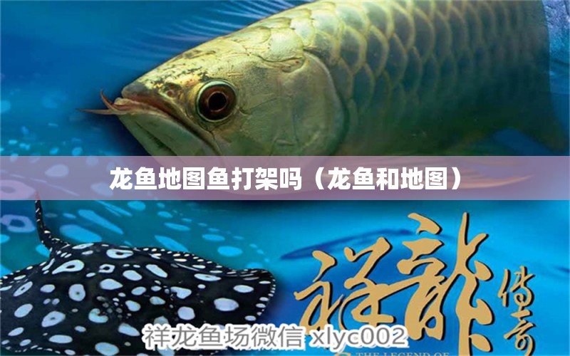 龍魚地圖魚打架嗎（龍魚和地圖） 金三間魚