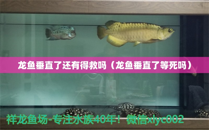 龍魚垂直了還有得救嗎（龍魚垂直了等死嗎）