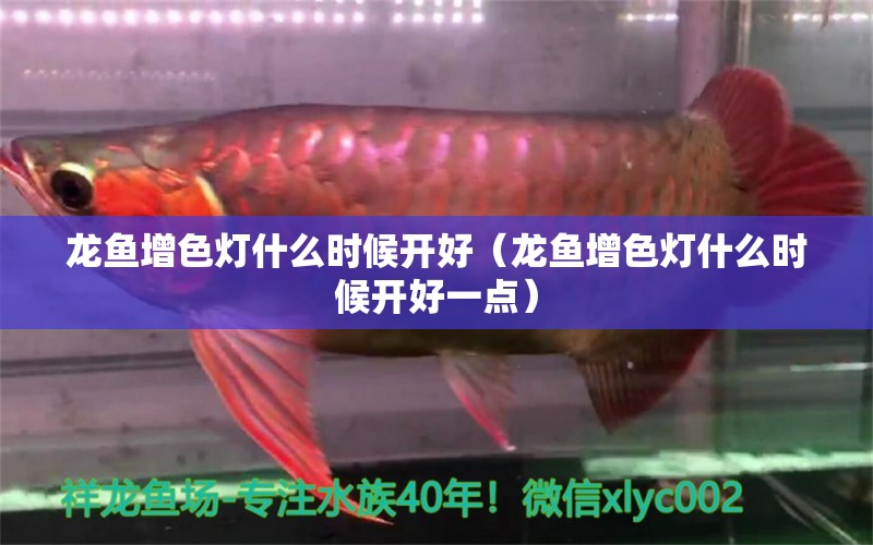 龍魚增色燈什么時(shí)候開好（龍魚增色燈什么時(shí)候開好一點(diǎn)） 廣州龍魚批發(fā)市場(chǎng)