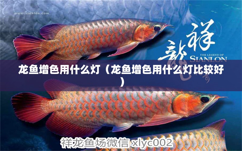 龍魚增色用什么燈（龍魚增色用什么燈比較好）