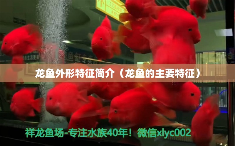 龍魚外形特征簡介（龍魚的主要特征） 觀賞魚