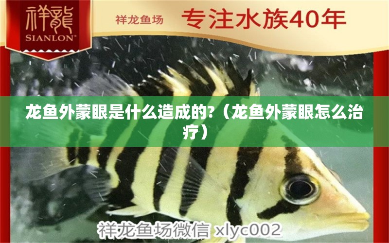 龍魚外蒙眼是什么造成的?（龍魚外蒙眼怎么治療） 廣州龍魚批發(fā)市場